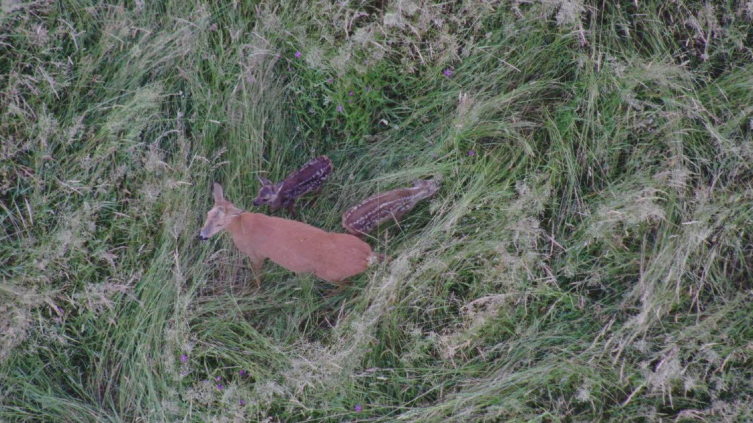 Haute-Saône. La saison de fauche arrive : le drone des chasseurs mobilisé pour protéger faons et ...