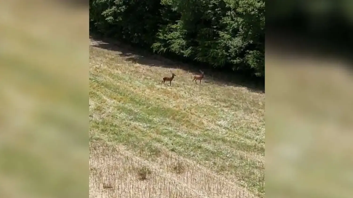 [Vidéo] Deux cerfs suivis dans les champs à l'aide d'un drone