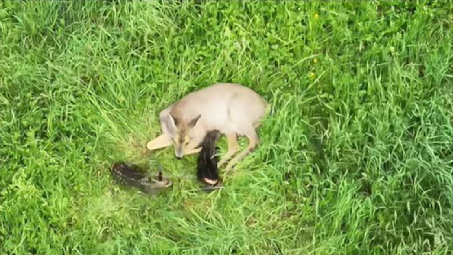 Vidéo : naissance de 2 faons vue par un drône