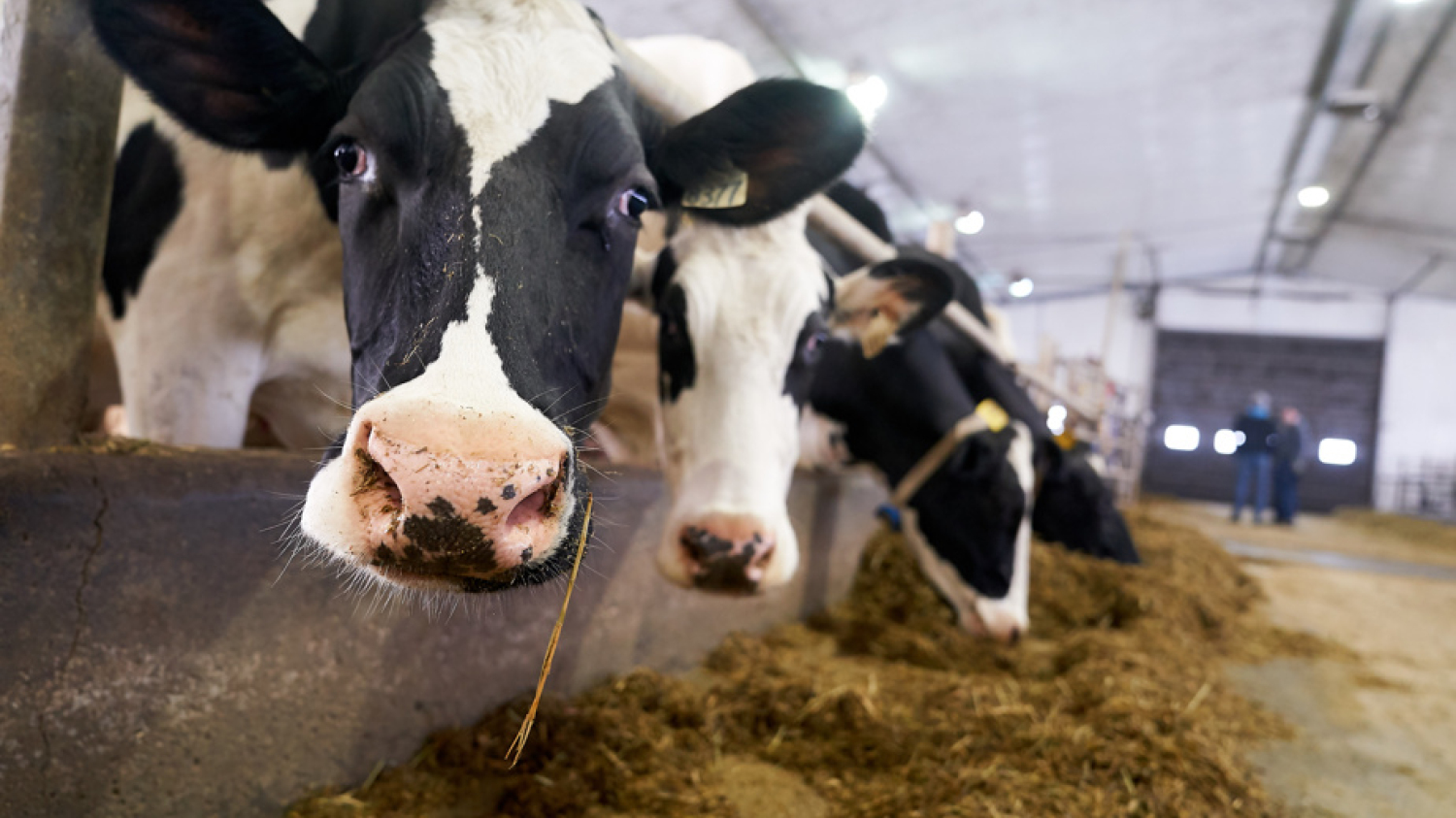 Un éleveur de vaches poursuit son troupeau en fuite avec des drones