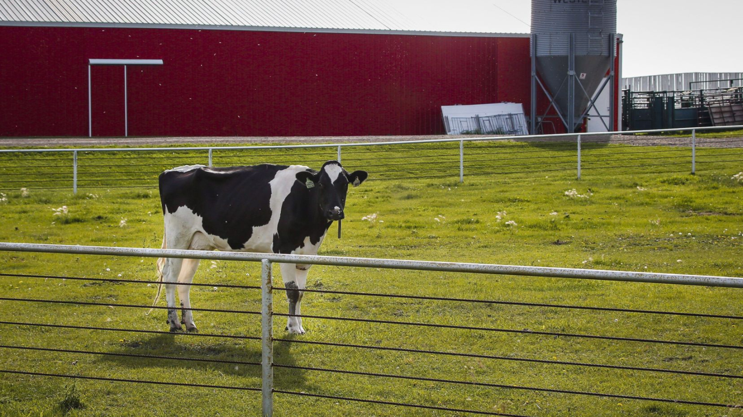 Un éleveur de vaches du Québec poursuit son troupeau en fuite avec…