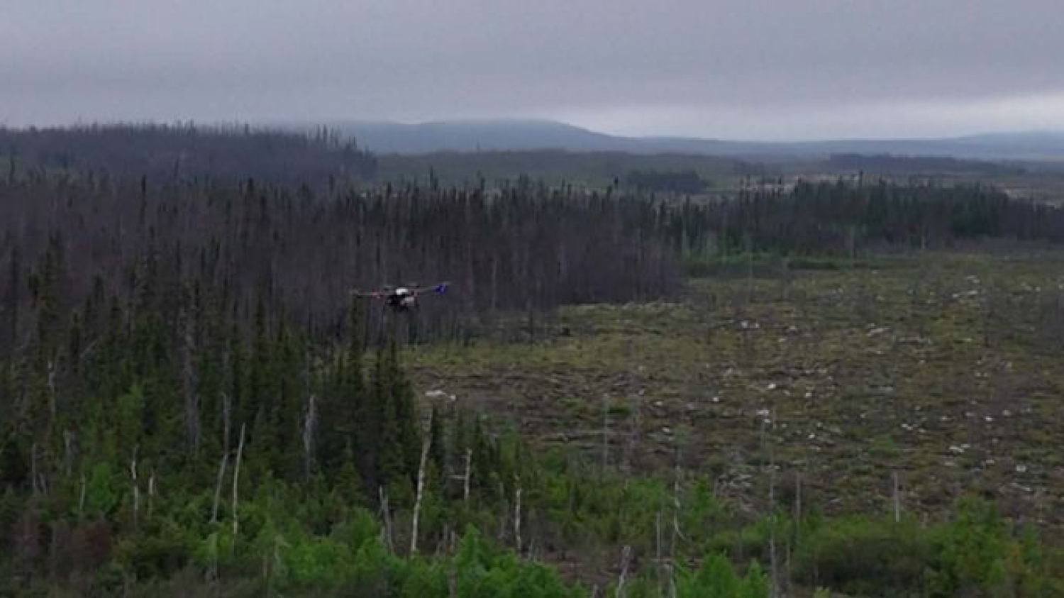 Reboiser après des incendies: des drones à la rescousse au Canada