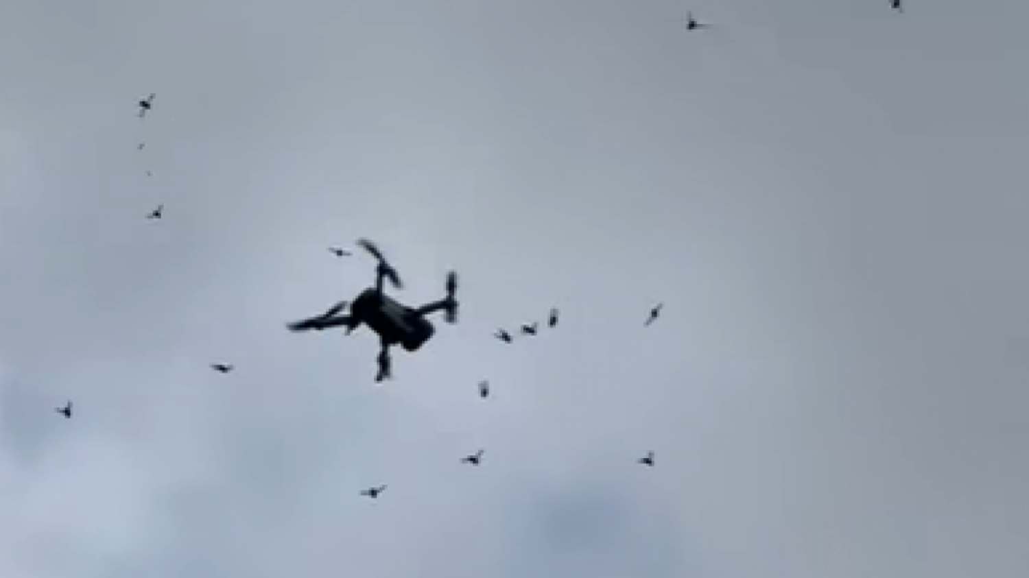 « Une fois dérangés, ils attaquent en groupe » : ces envahisseurs de plus en plus nombreux ont attaqué un drone en Flandre, « soyez prudents, on en trouve désormais partout 