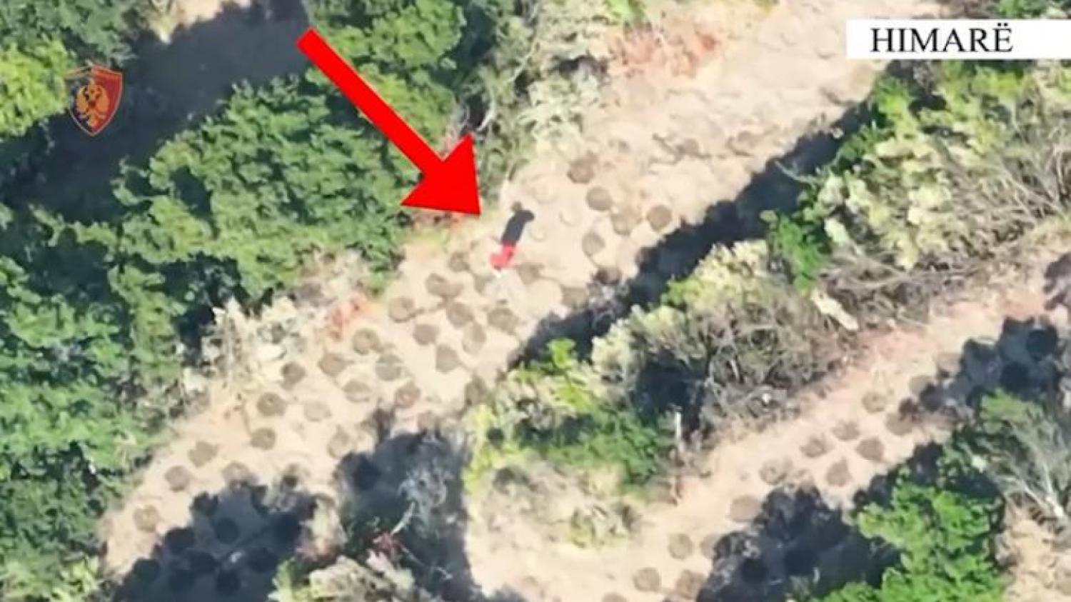 Himara/'Drone' capture des cultivateurs de cannabis entre Lukovë et Shën Vasili, 2 personnes menottées