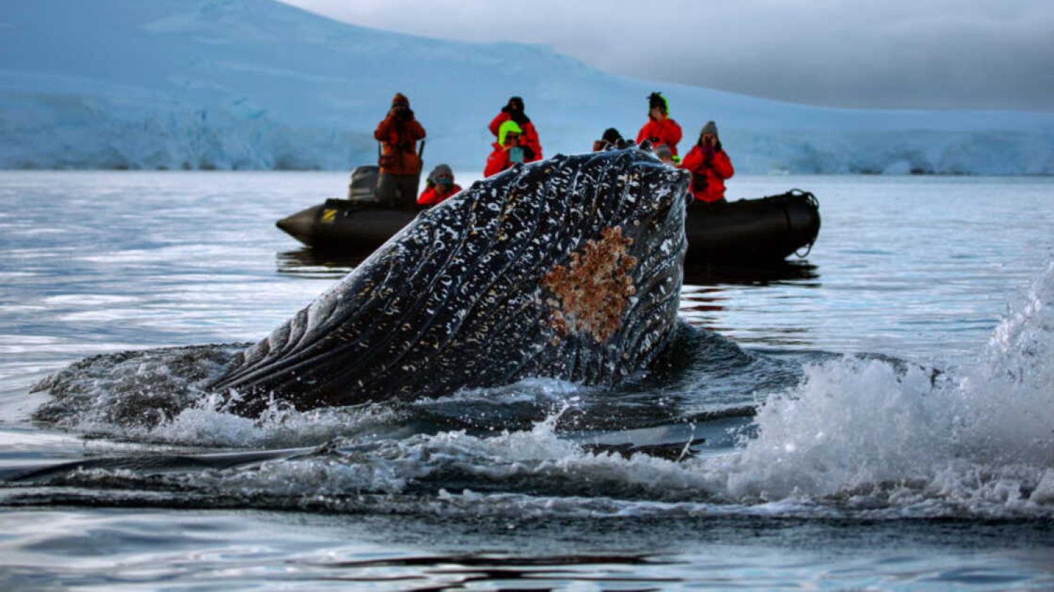 Des drones ont détecté la présence d'un dangereux virus chez les cétacés de l'Arctique, une grande première