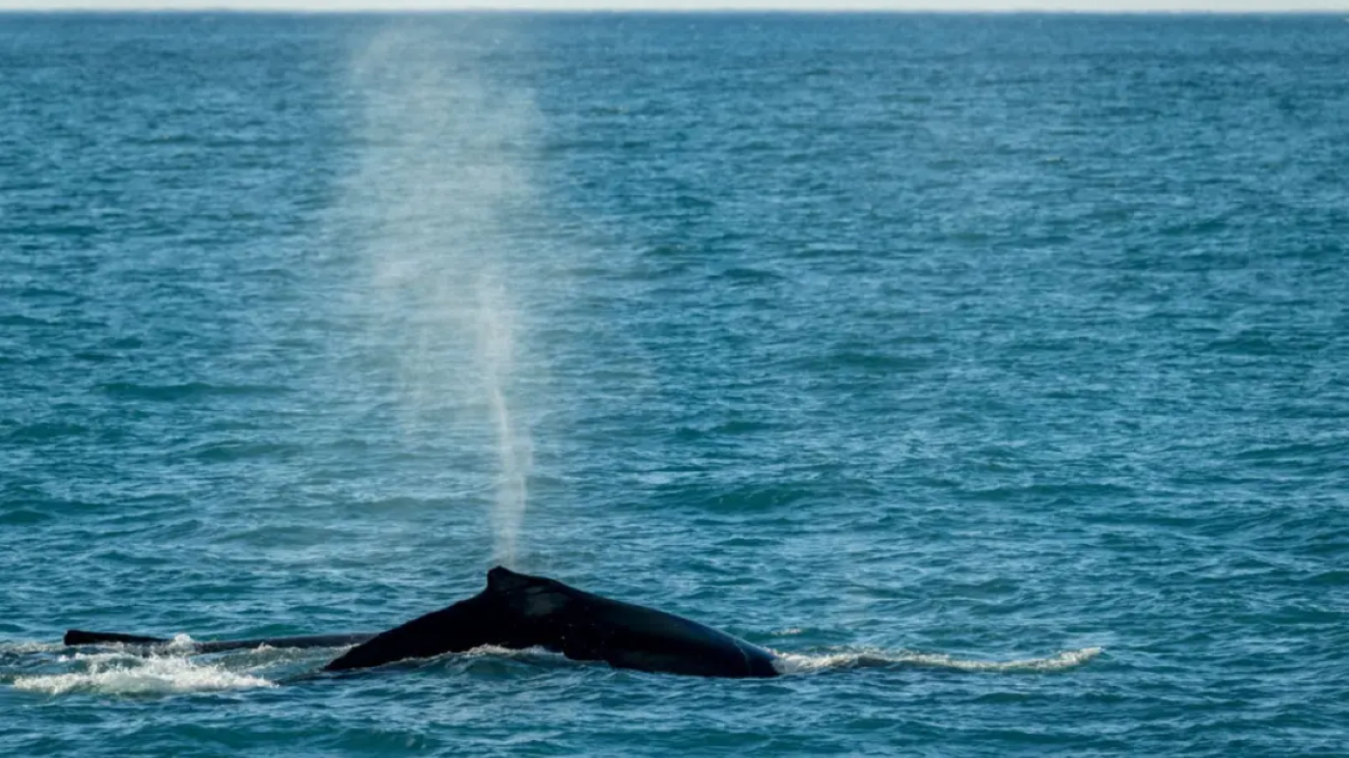 Un virus mortel détecté chez les baleines de l’Arctique grâce à des prélèvements par drone