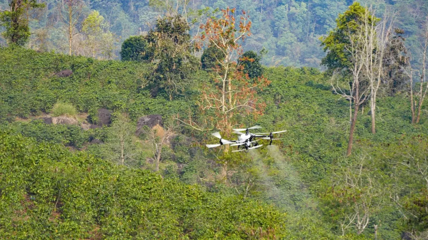 Essais d'utilisation de drones pour la pulvérisation d'engrais sur les plants de café.