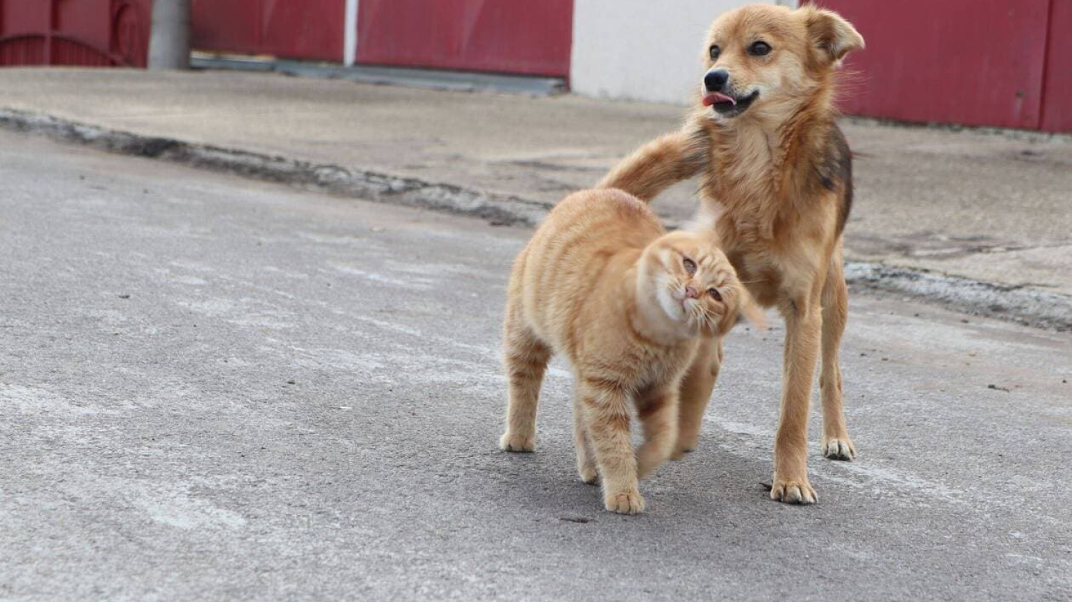 Comment des soldats ukrainiens ont détourné un drone militaire pour secourir… un chat et un chien 