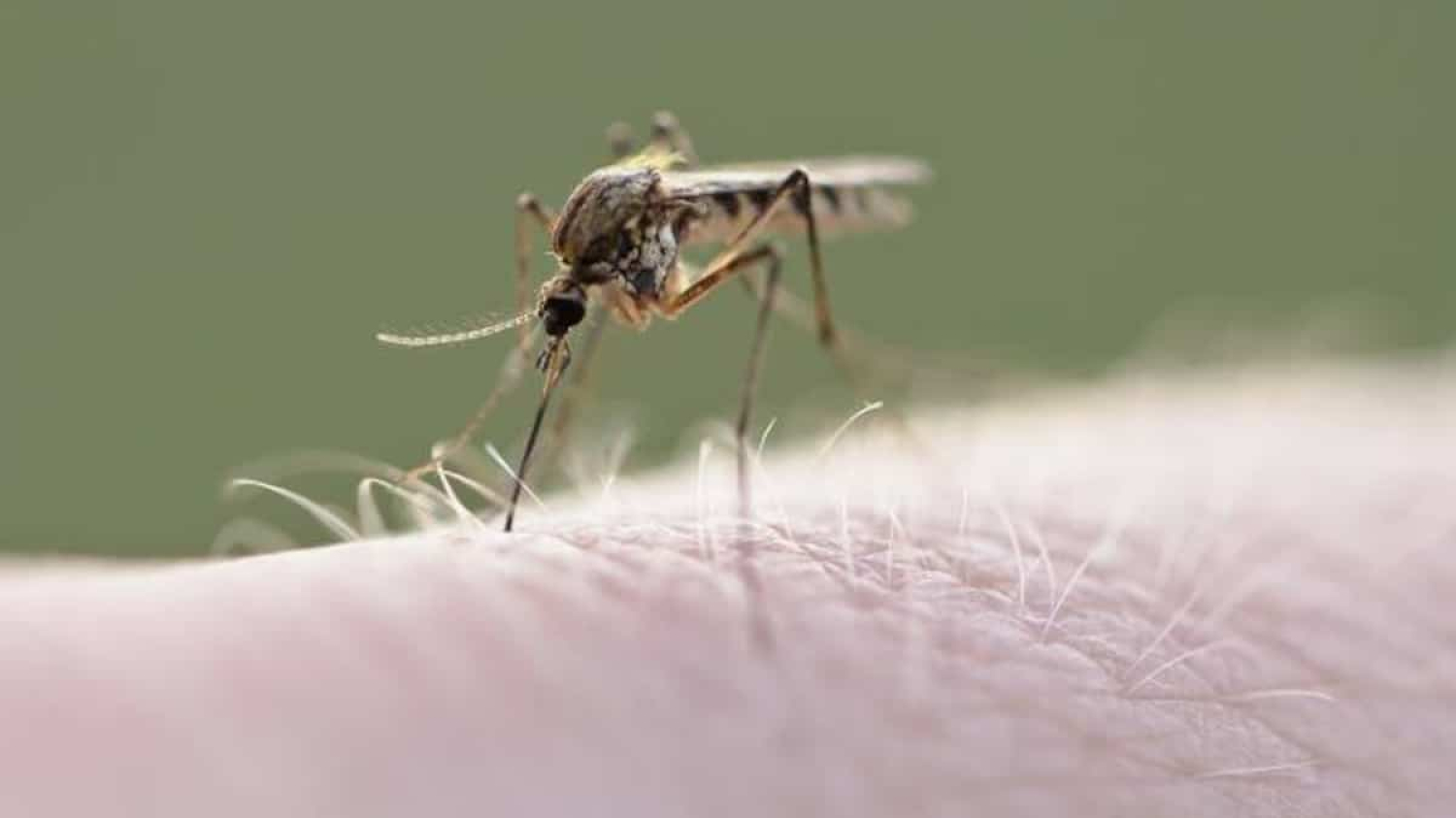 Épandage de larvicide par drone