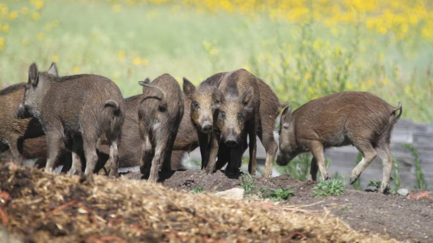 Drones thermiques et IA contre les cochons sauvages