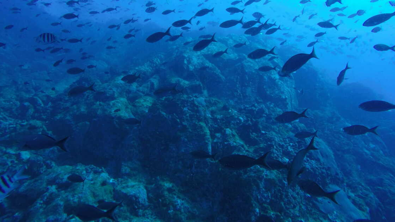 Narval : quel est ce drone sous-marin autonome capable d’explorer jusqu’à 6 000 mètres de profondeurs