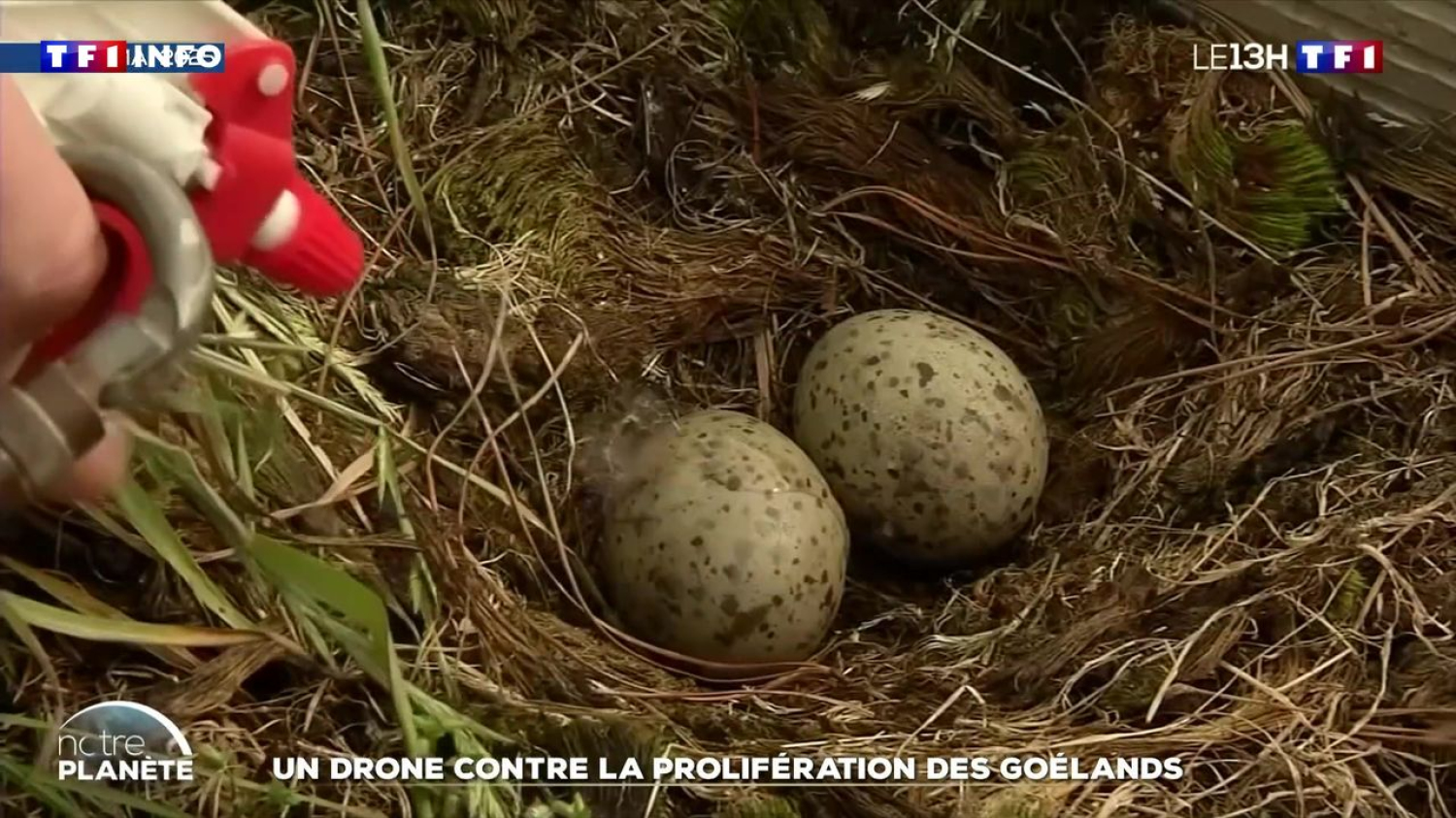 Un drone contre la prolifération des goélands