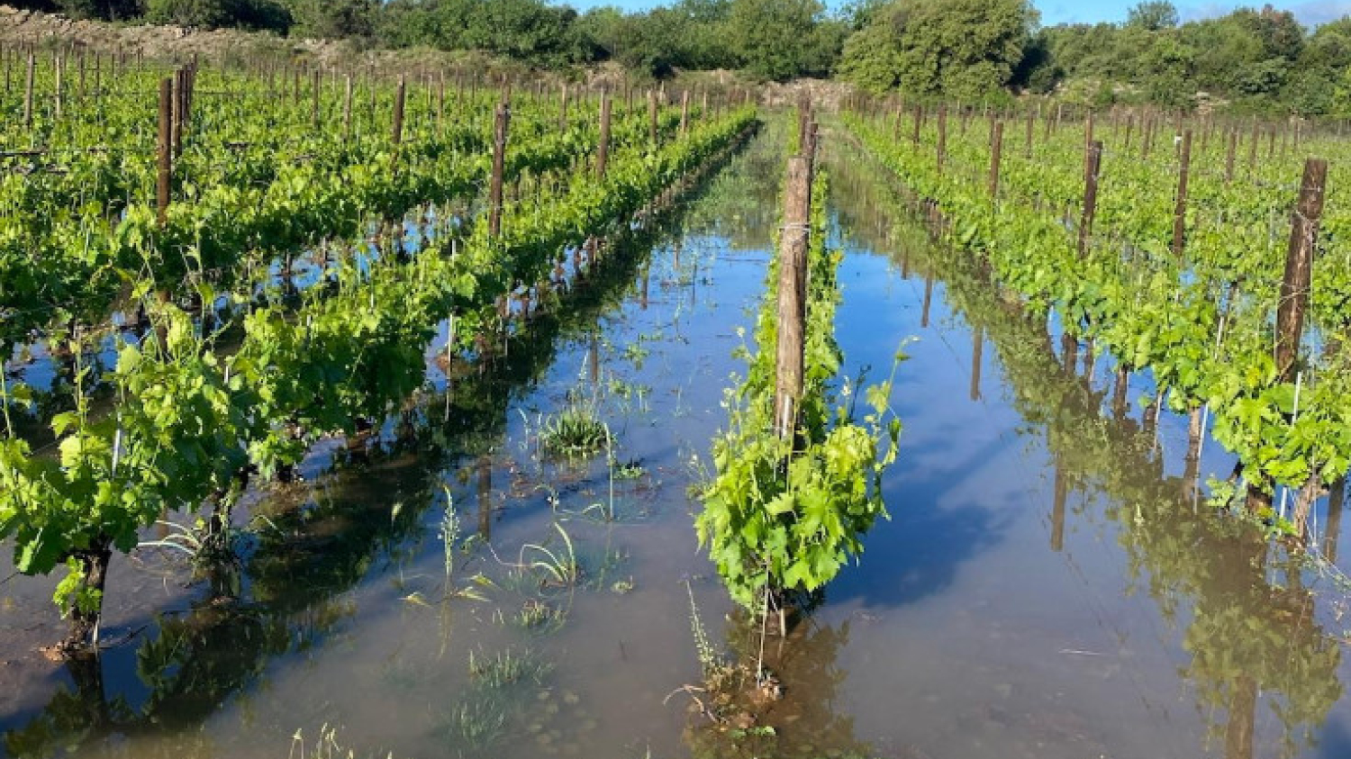 En France on n'a pas de décret pour traiter par drone les vignes, mais des dérogations en urgence quand il y a inondation