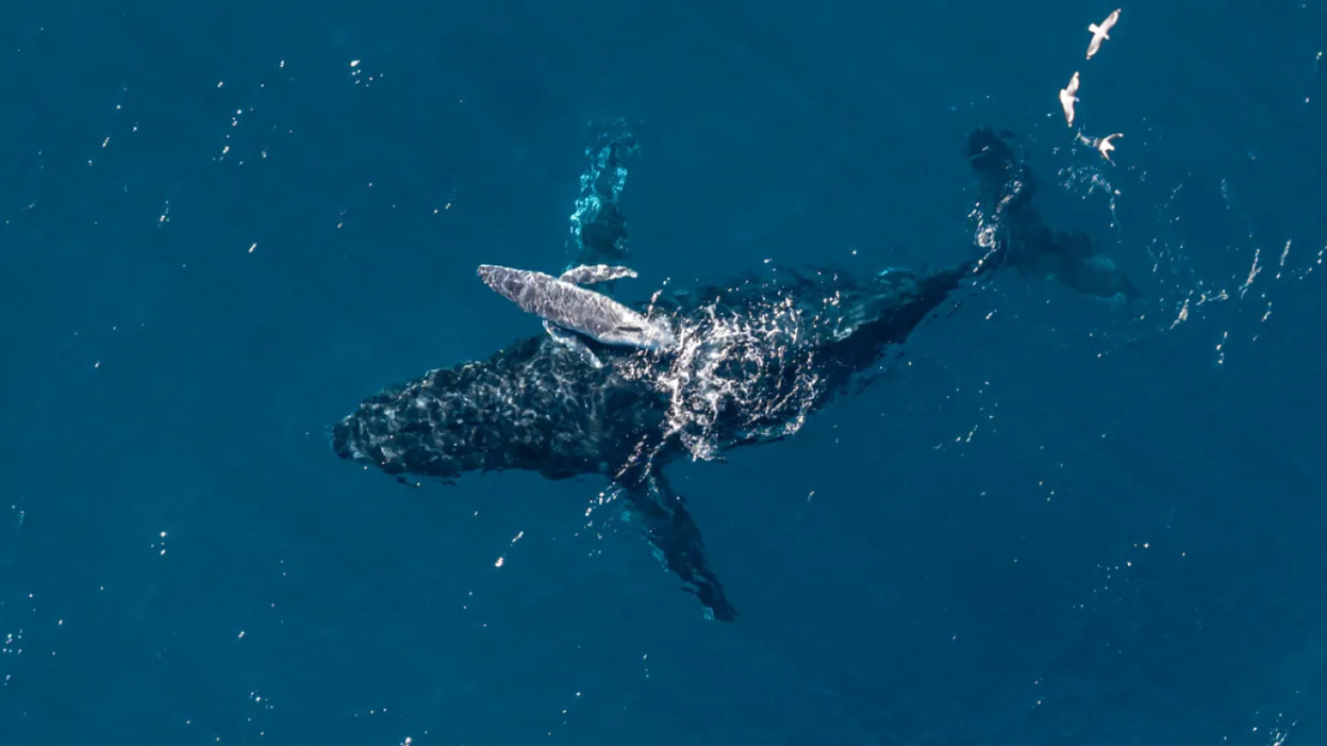 Des images d'une rareté absolue : un drone capture la naissance d'une baleine à bosse pour la première fois