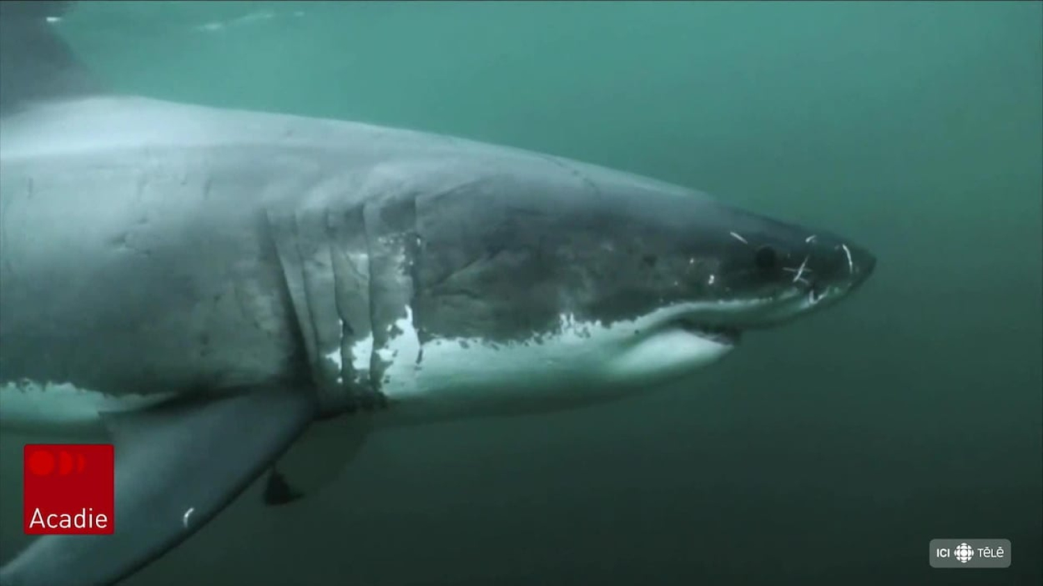 Requins : surveiller les côtes de la Nouvelle-Écosse par drone?
