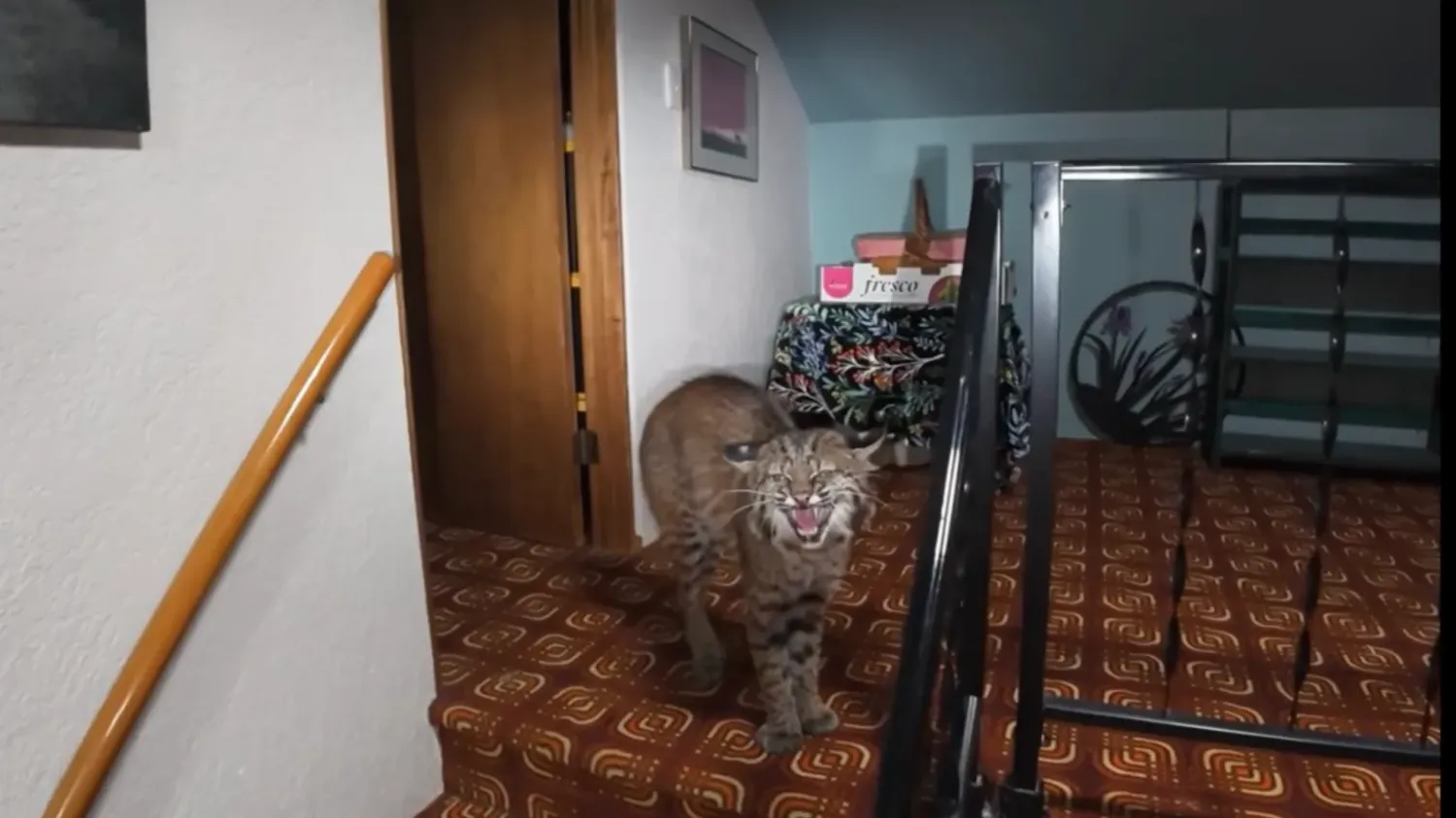Ils pensaient traquer un cambrioleur dans cette maison : les policiers tombent sur un lynx roux et envoient un drone