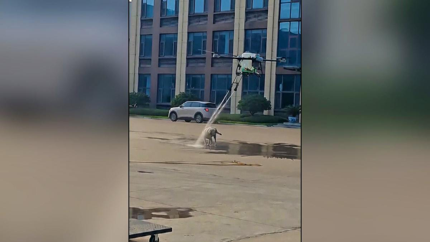 Chine: un drone détourne son usage pour rafraîchir un chien errant