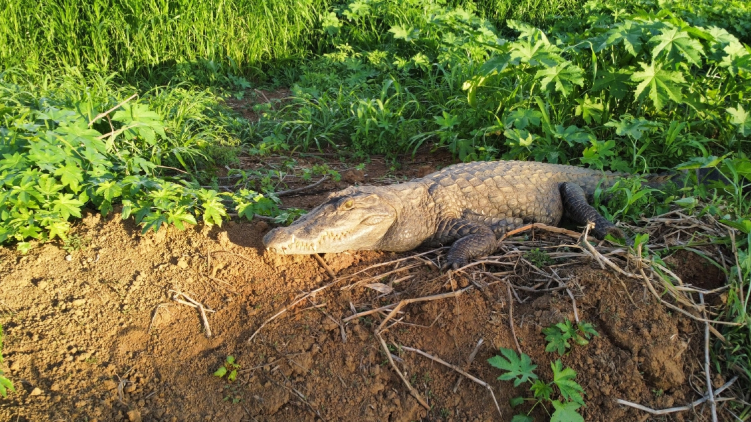 [INSOLITE, EN IMAGES] Le crocodile « Georges » filmé au Lamentin par un drone