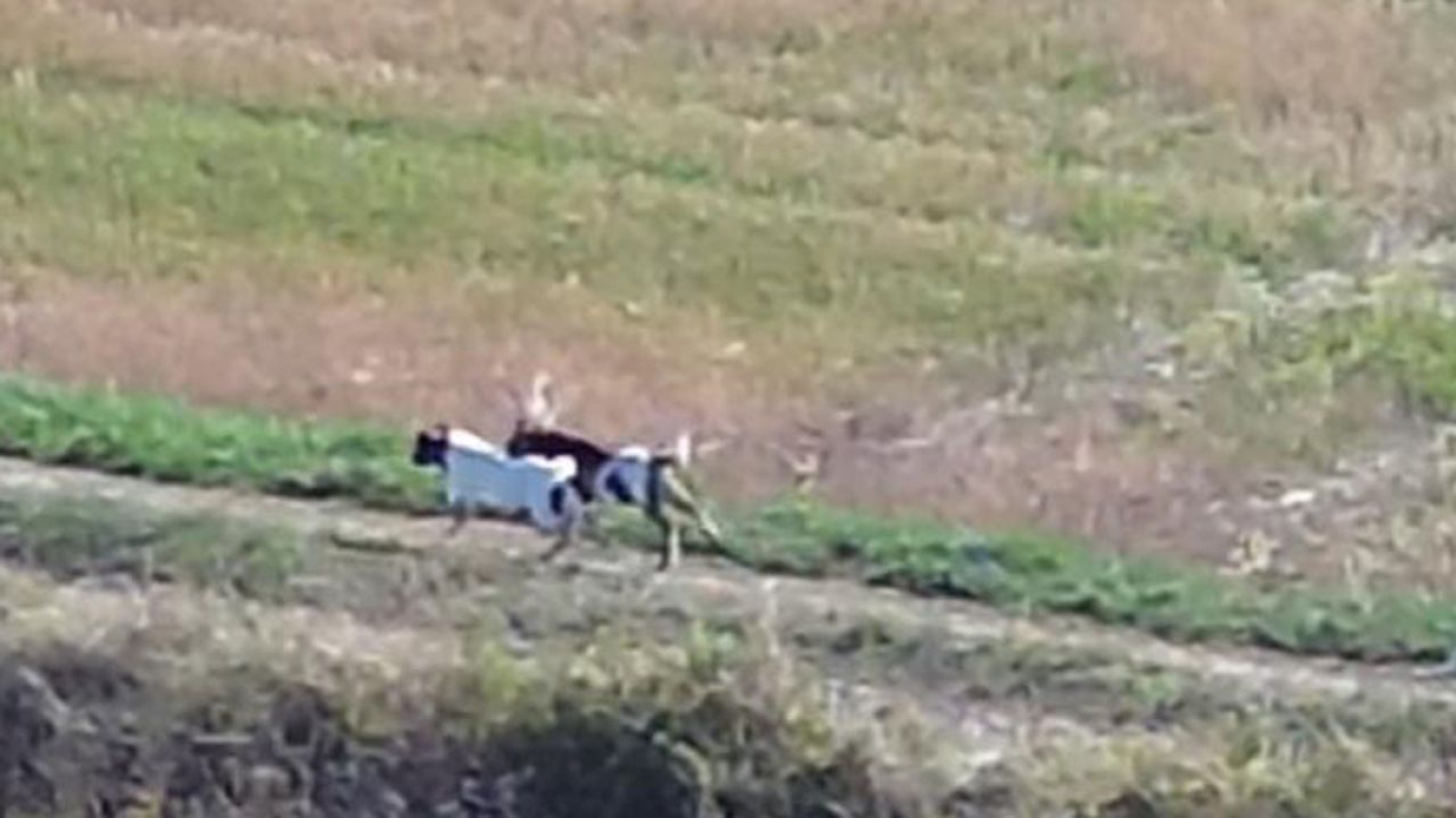 Filmées par un drone mais toujours en fuite, l’histoire de deux chèvres naines mobilise deux associations dans le Loudunais