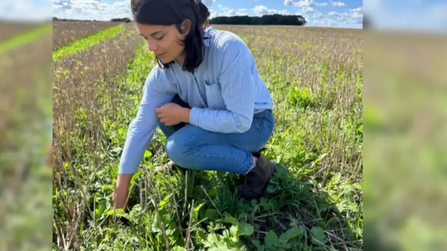Pas-de-Calais : « Nos couverts semés au drone avant la moisson ont levé dès le retour des pluies »