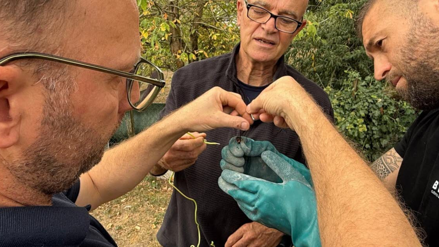 Sélestat. Des frelons asiatiques pistés par un drone