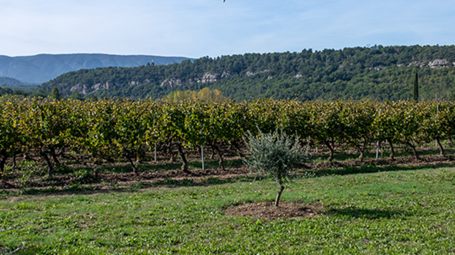 Des drones pour veiller sur les vignes